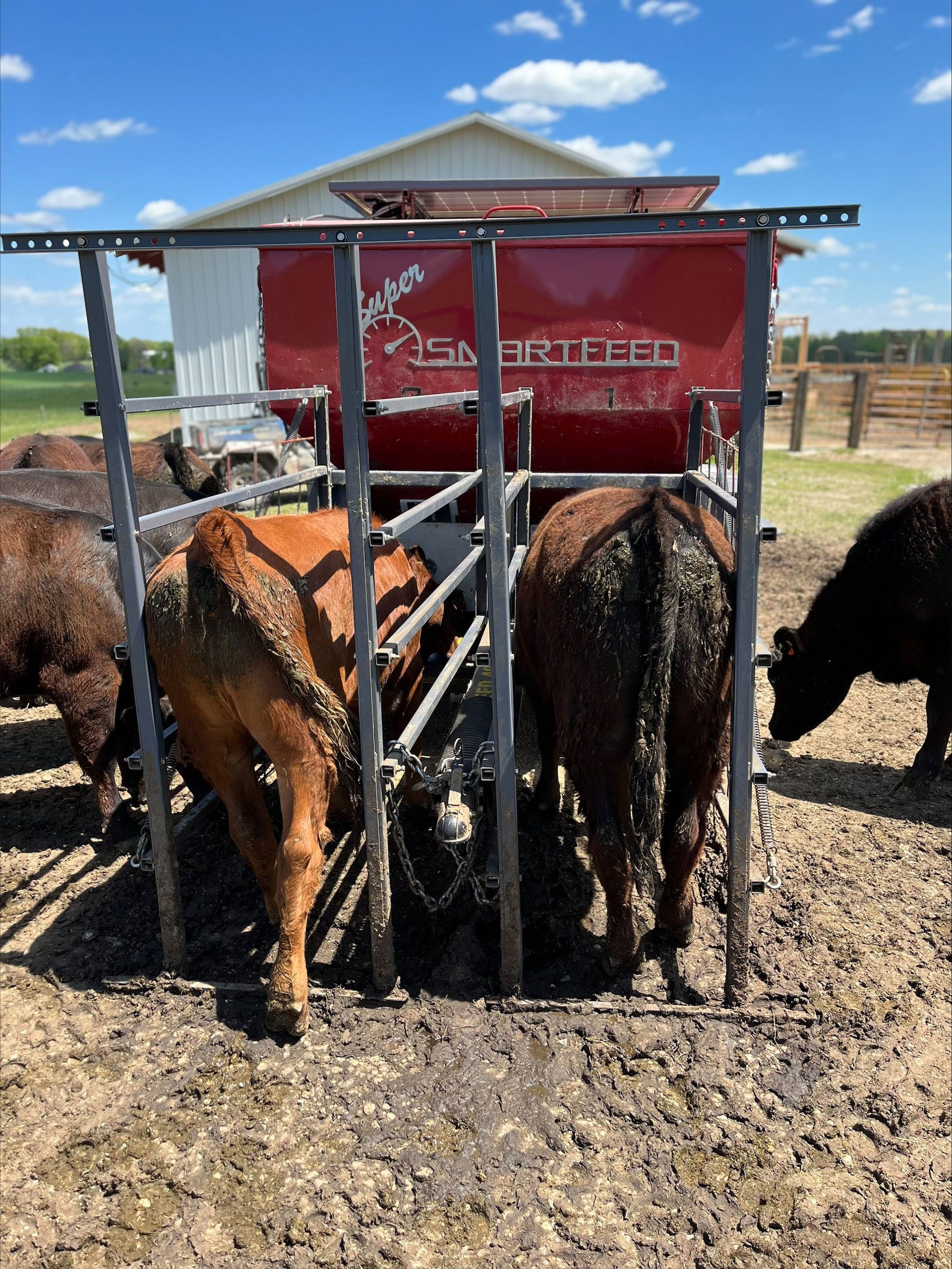 2 heifers use the Super SmartFeed feeder in a pasture 2 heifers use the Super SmartFeed feeder in a pasture