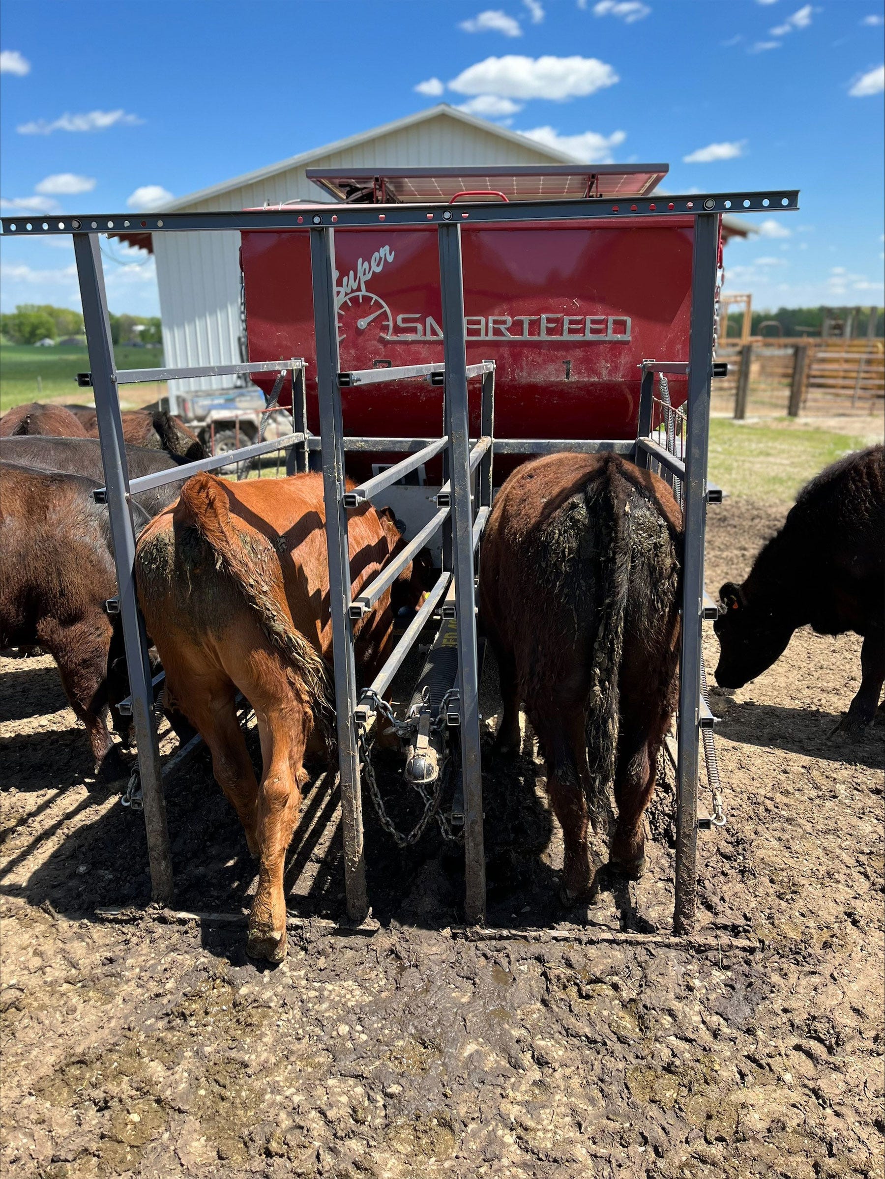 2 heifers use the Super SmartFeed feeder in a pasture