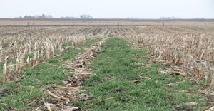 Cover crops in cornfield