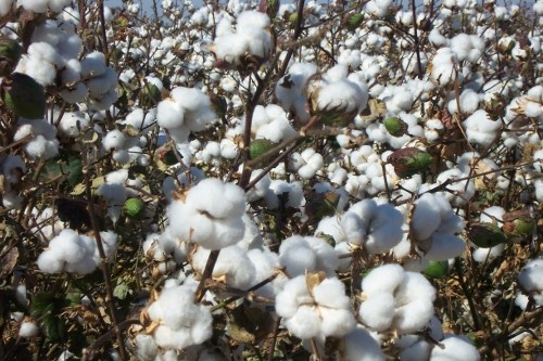 Cotton in field