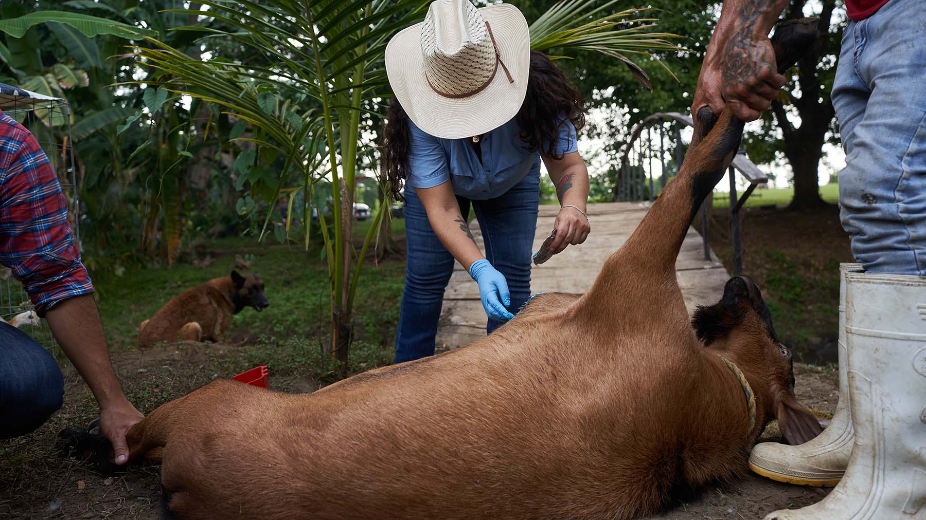 Imatzu applies a topical larvicide to treat the infected goat.