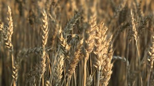 A close up of a wheat field