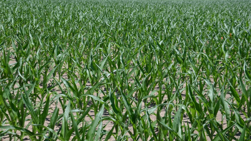 cornfield cornfield