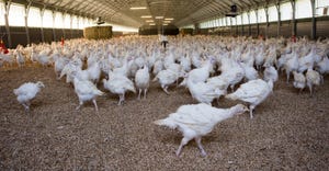 turkey in barn on poultry farm