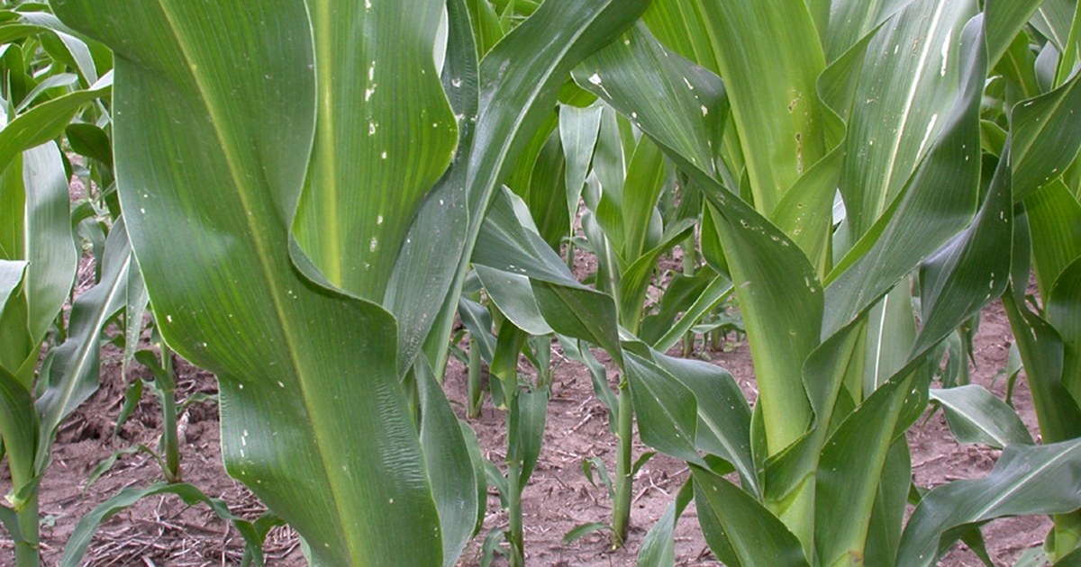 Corn borer is ‘alive and well’ in Indiana | Farm Progress