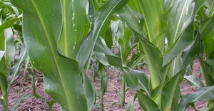 shot-hole damage in corn leaves from first-generation corn borer