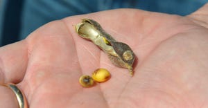 hand holding a shriveled soybean pod 