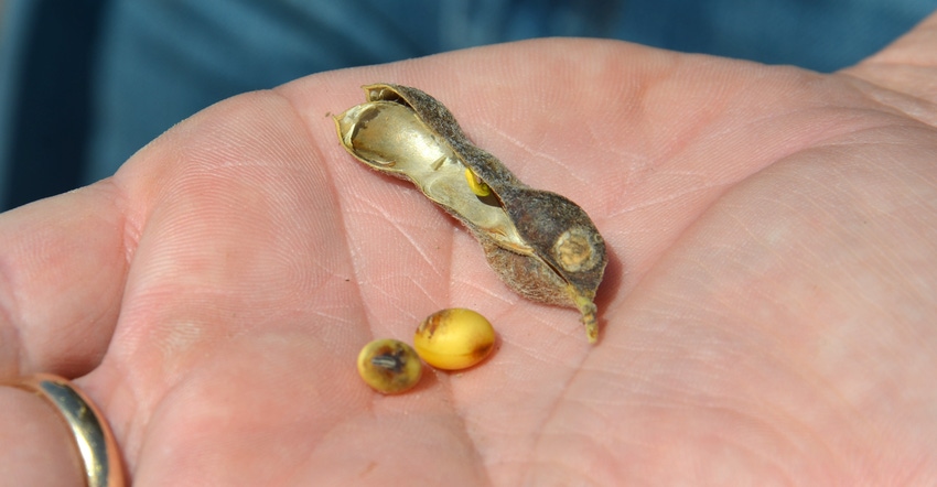 hand holding a shriveled soybean pod hand holding a shriveled soybean pod