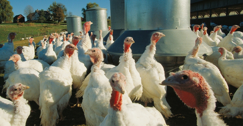 Turkeys at a production facility