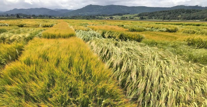 Oregon State University barley test plots