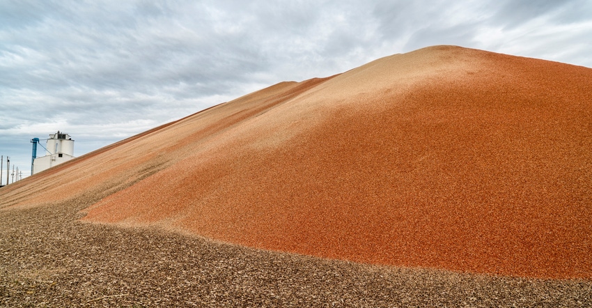 Sorghum grain pile