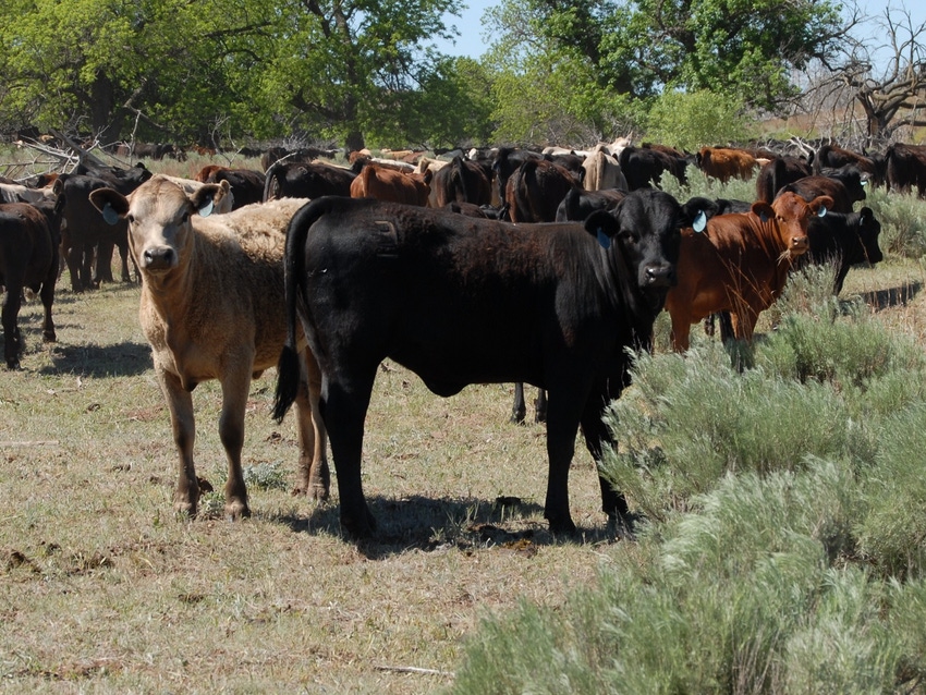 Stocker cattle on pasture