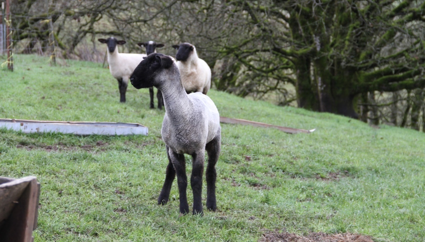 WFP-OSU-lambs.jpg WFP-OSU-lambs.jpg