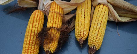 corn_yield_estimates_are_tricky_business_1_635523640814882000.JPG