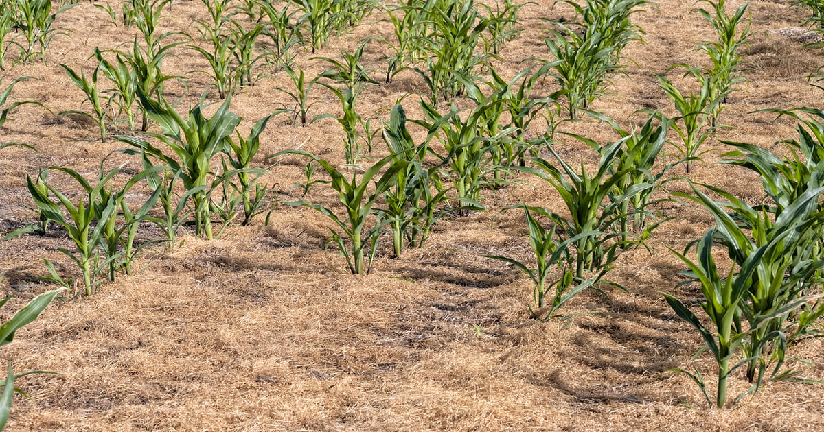 Bone-dry June: Minnesota’s catastrophic 1961 drought