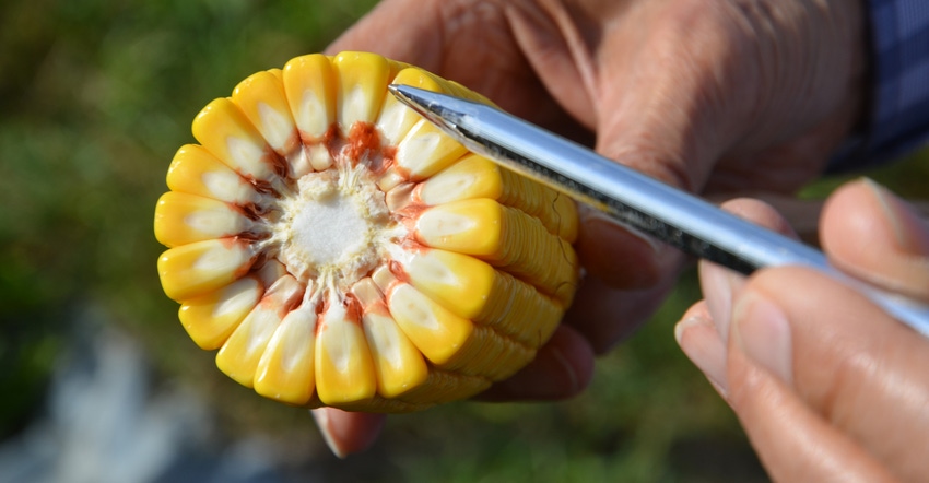 corncob cut in half being examined with a pen