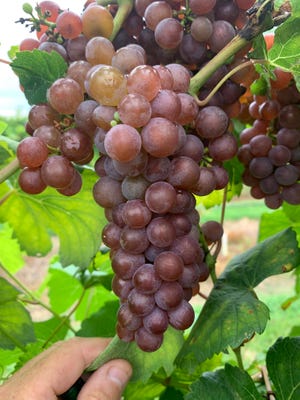 wine-grapes_50885662976_o.jpg
