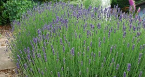 WFP-OSU-lavender.jpg