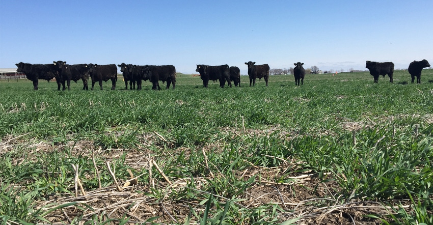 black cattle grazing cover crops