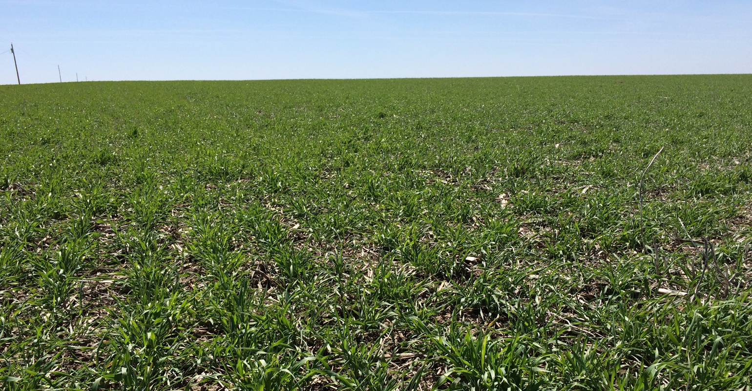 Do Cover Crops Affect Corn, Soybean Disease?