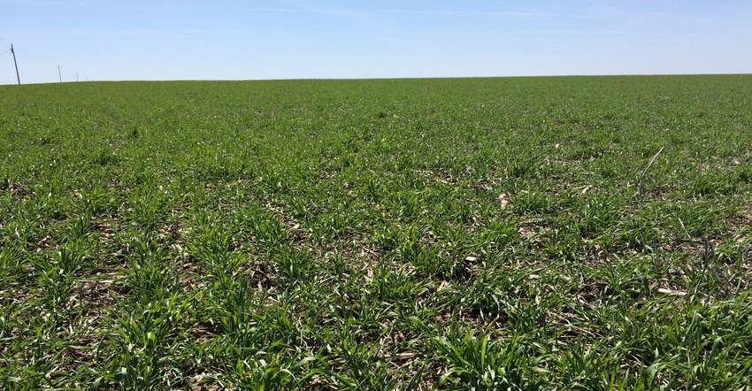 cover crops in field