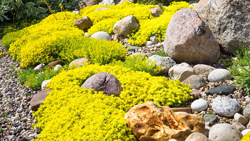 yellow flowers in landscape
