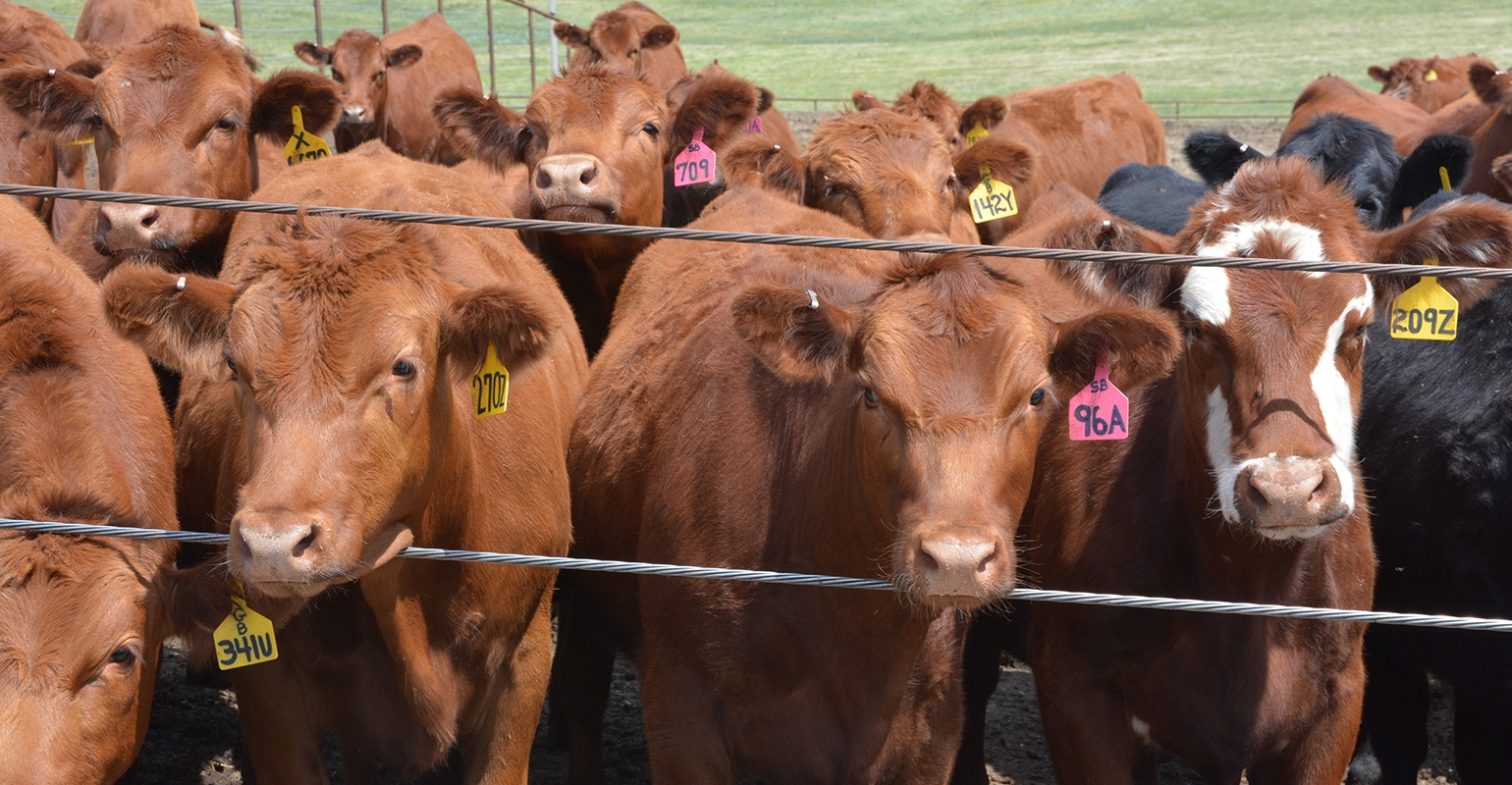 Replacement beef heifers When to buy or raise your own