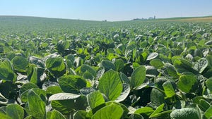 Soybean field in July in Iowa