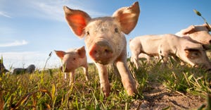 Small pigs grazing through field