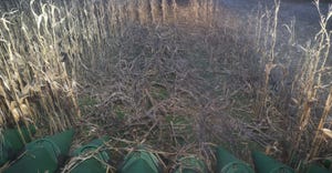 view from combine cab of damaged caused by racoons to cornfield
