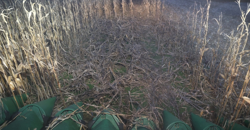 view from combine cab of damaged caused by racoons to cornfield