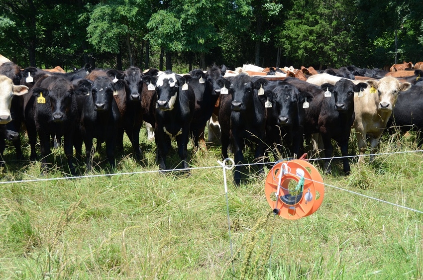 Cattle behind electric fence