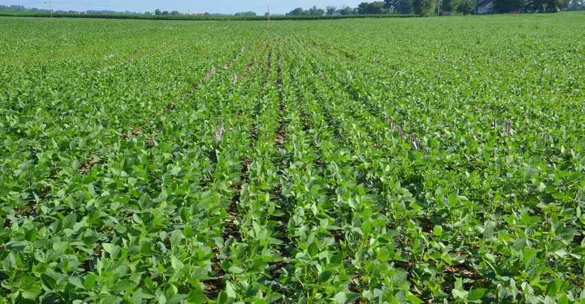 soybean field soybean field
