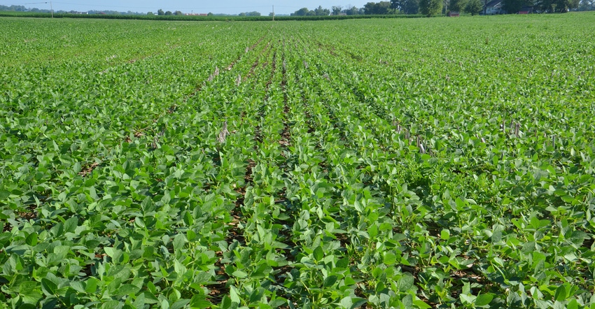 soybean field