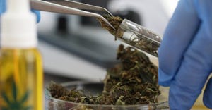 Lab worker adds marijuana to a test tube with tweezers