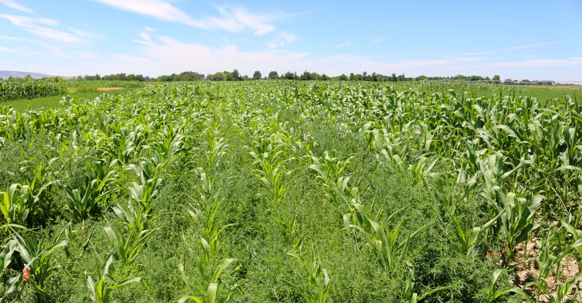 Kochia in a continuous corn field after four years of ALS-inhibiting herbicide