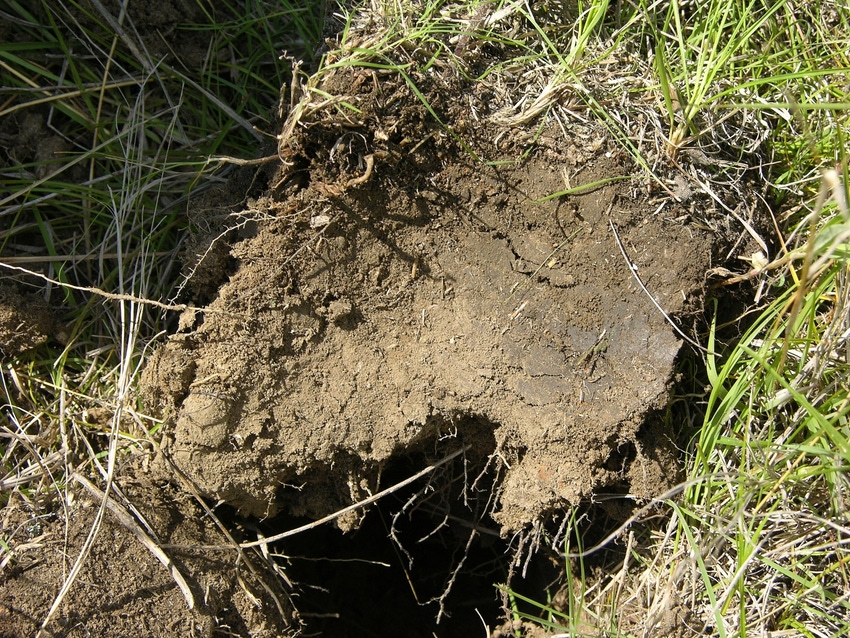 Spadeful of healthy soil