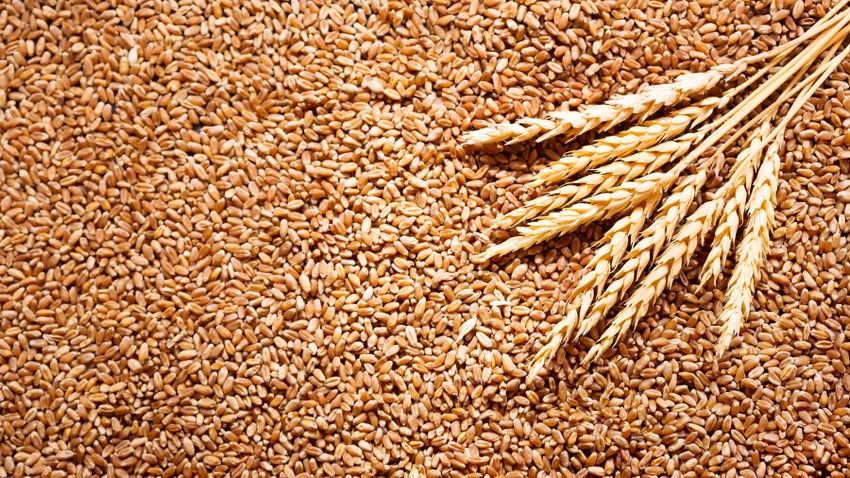 Wheat grains and part of one wheat plant 