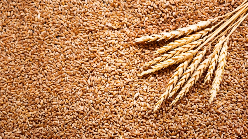 Wheat grains and part of one wheat plant Wheat grains and part of one wheat plant
