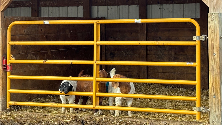 Goat kids in a pen