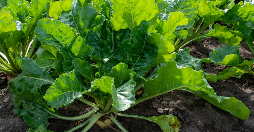 Sugarbeets Sugarbeets