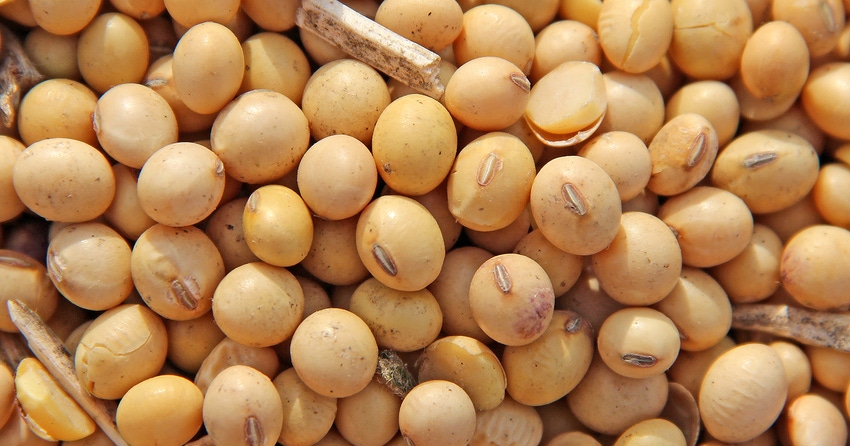 soybeans-staff-dfp-001copy.jpg