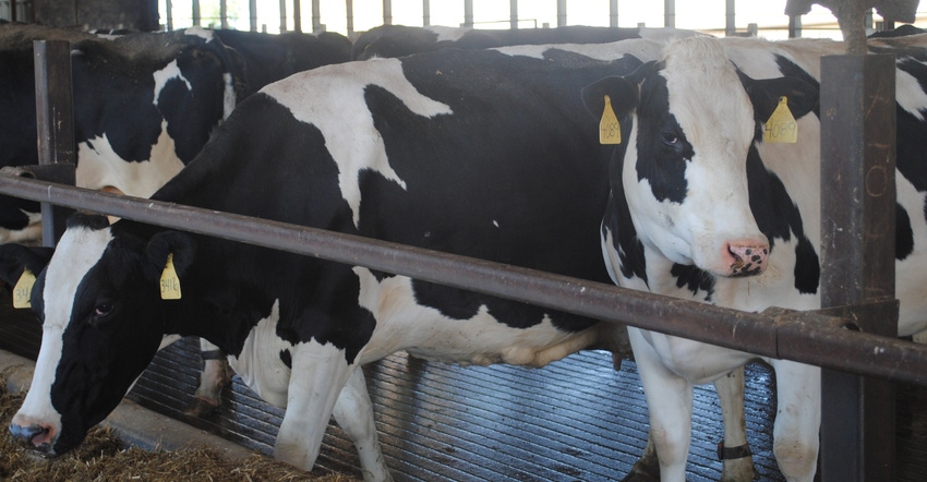 Dairy cows Dairy cows