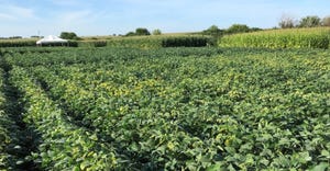 soybean field  lacking in potasium