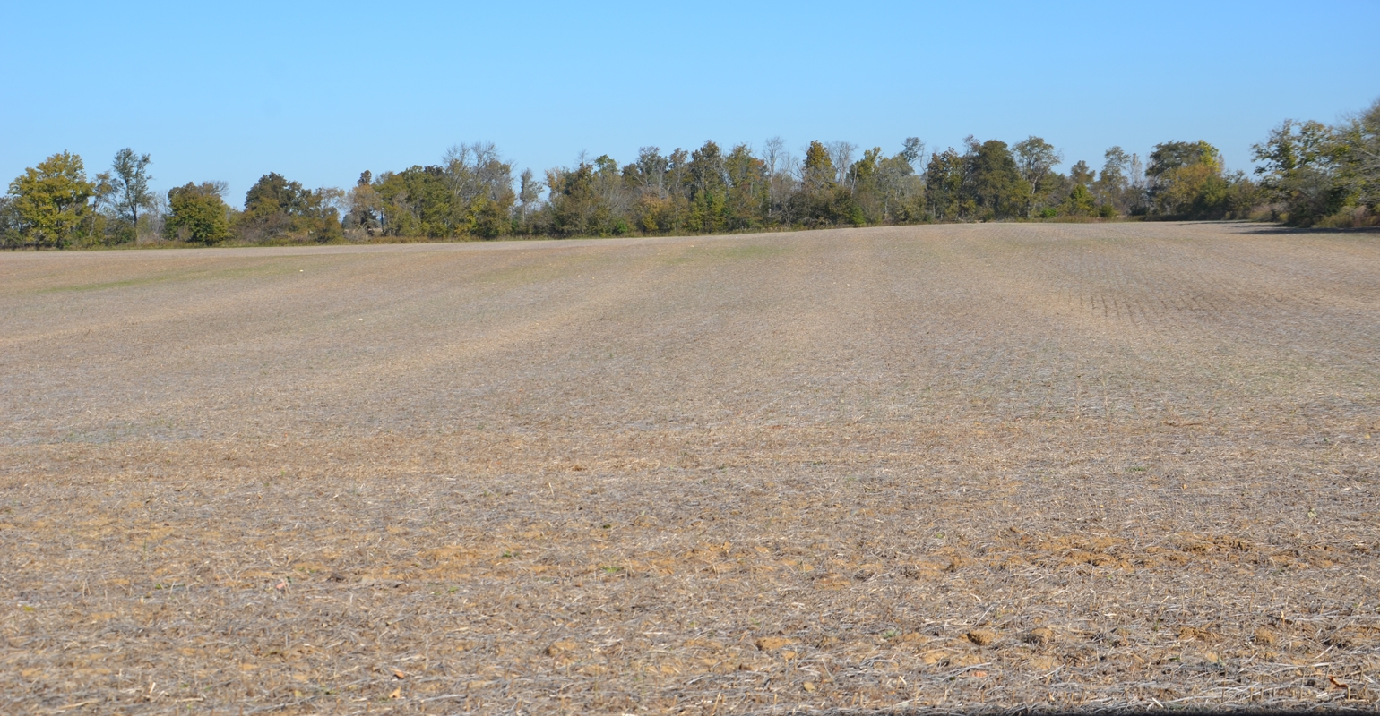 Rethink corn vs. soybeans in rutted field
