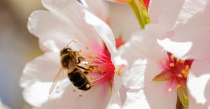 bee-in-flower-of-almond-ThinkstockPhotos-653753028.jpeg