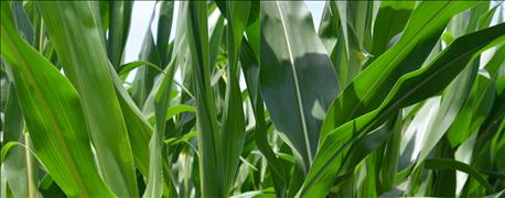 need_cover_crops_year_1_636080784031045280.jpg