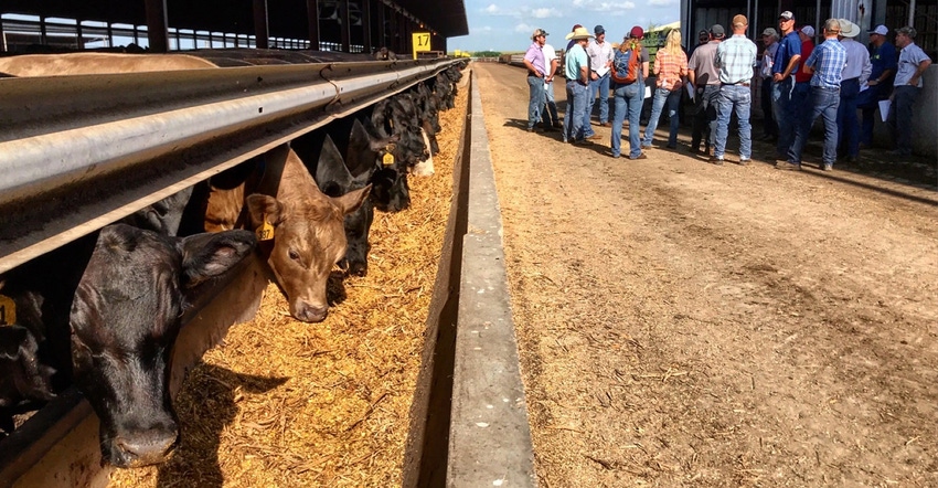 Cattle at feeder with farmers attending Beef Feedlot Short Course