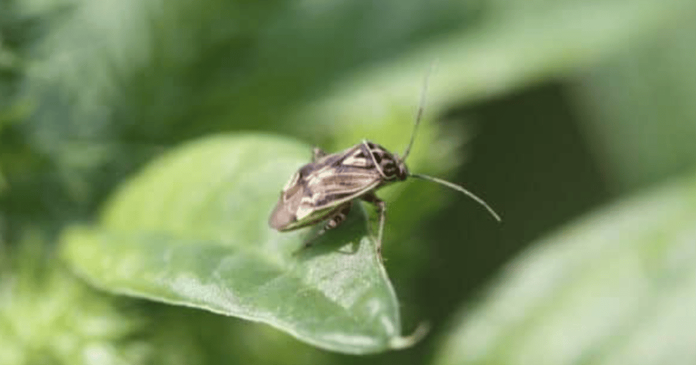 Plinazolin insecticide features new mode of action, residual