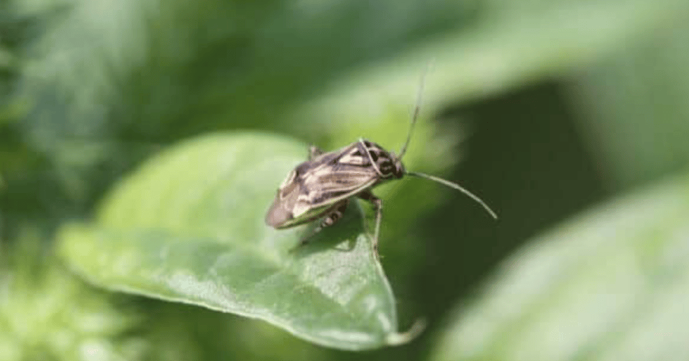 Plinazolin insecticide features new mode of action, residual